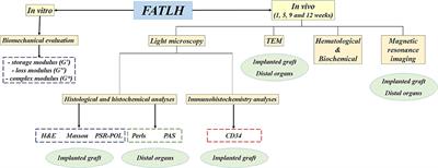 Evaluation of Fibrin-Agarose Tissue-Like Hydrogels Biocompatibility for Tissue Engineering Applications